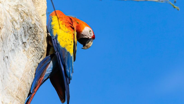 Tour aves endémicas de la Reserva de la Biosfera Maya.